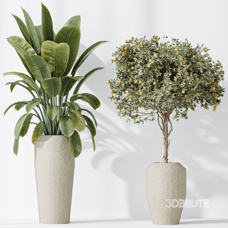 AV Indoor plants set 196 Citrus Fruit Orange and Arbequina Olive and Robusta Abidjan and Aloifolia Rostrata Palm and Banana Strelitzia Nicolai Image 7