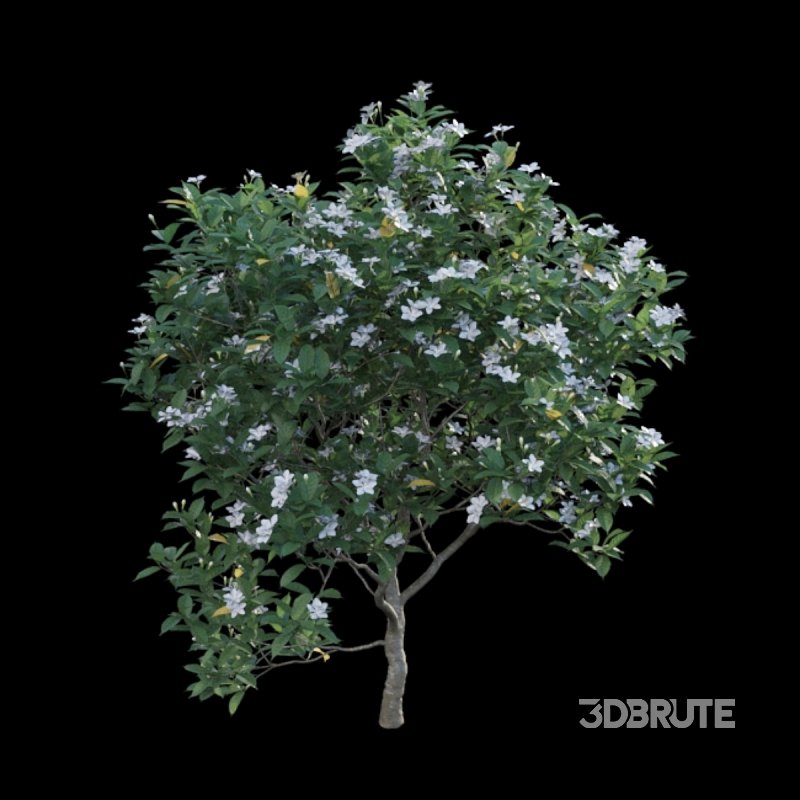 Gardenia augusta – Houttuynia – Gardenia jasminoide – 01 Image 4