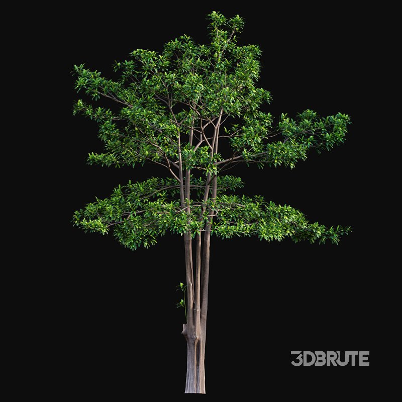 Alstonia scholaris – Milkwood 02 Image 3