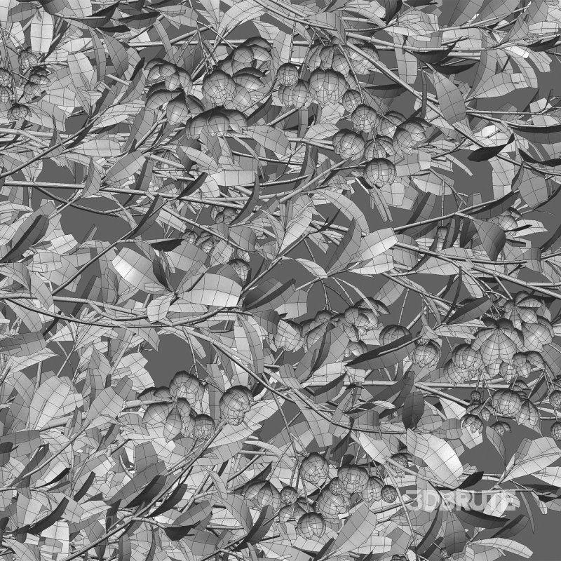 Berberis vulgaris – European barberry – Common barberry 03 Image 6