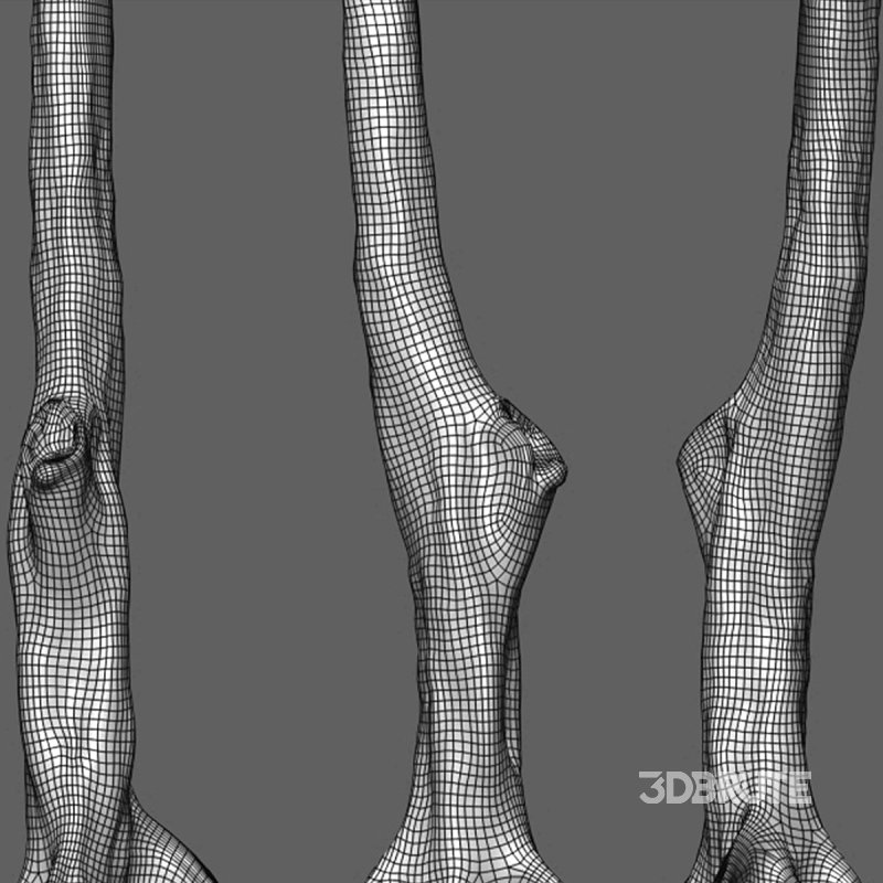 Cassia splendida – Golden Wonder Senna Image 7