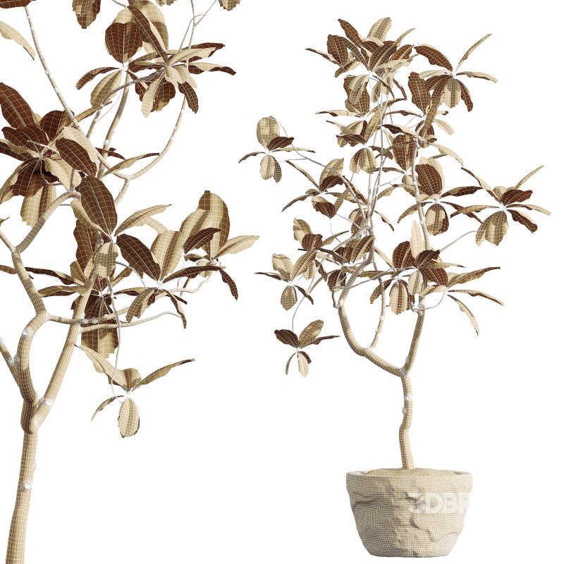 AV HousePlants Japandi Decorative Minimalism Ficus Dracaena Marginata08 Image 3