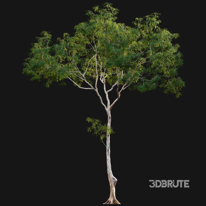 Dolonix regia – Royal Poinciana 02 Image 4