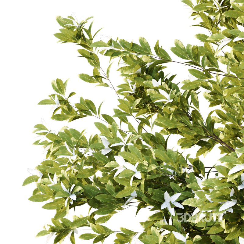 Michelia Maudiae Tree 03 Image 2