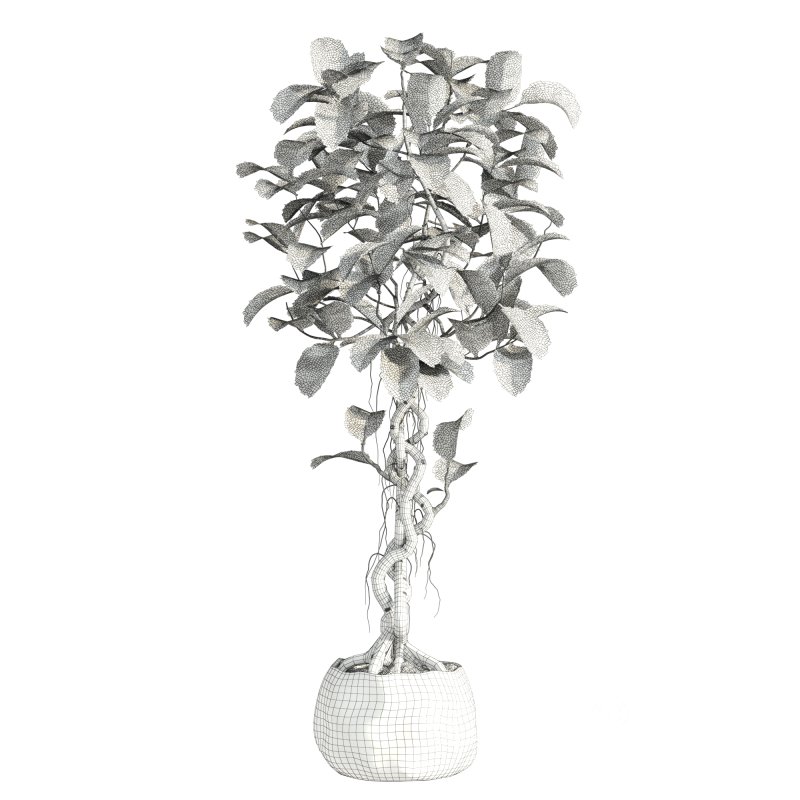 bonsai Ficus plant Image 2