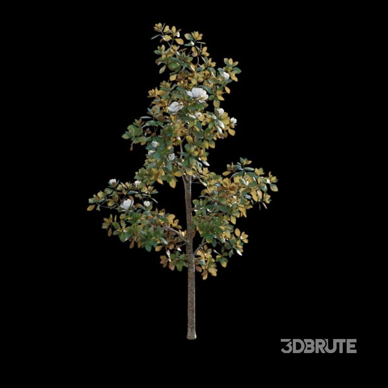 Magnolia grandiflora Image 4