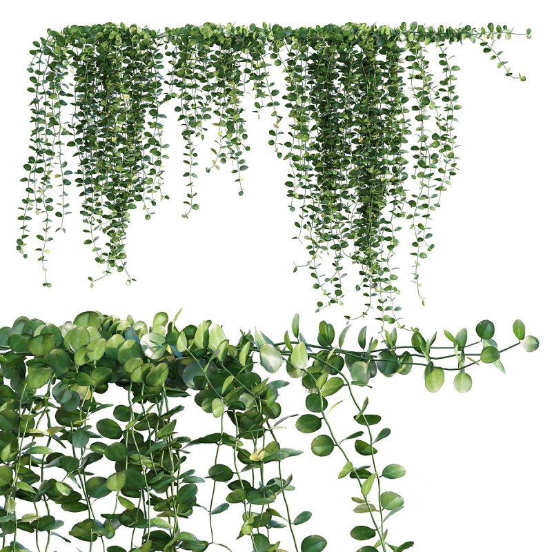 Dischidia Species – Rain of Coins Image 2