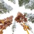 AV Plants Chamaecyparis Thyoides Winter Snow - Thumbnail 4
