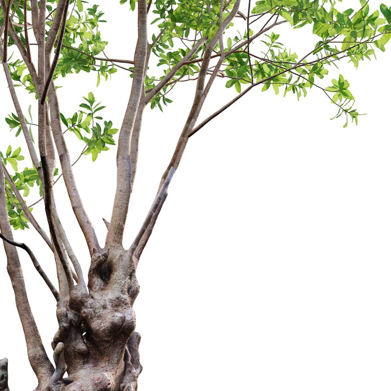 Barringtonia acutangula – green Image 2