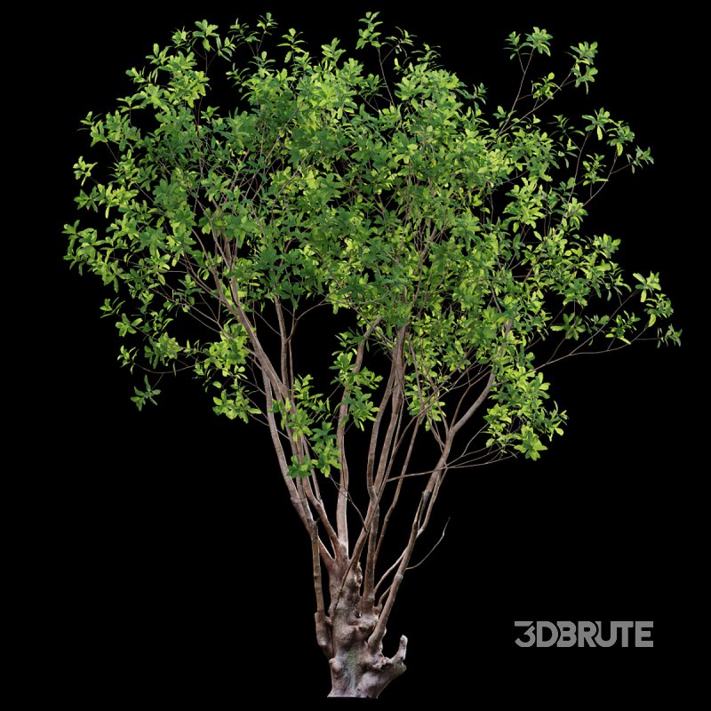 Barringtonia acutangula – green Image 3