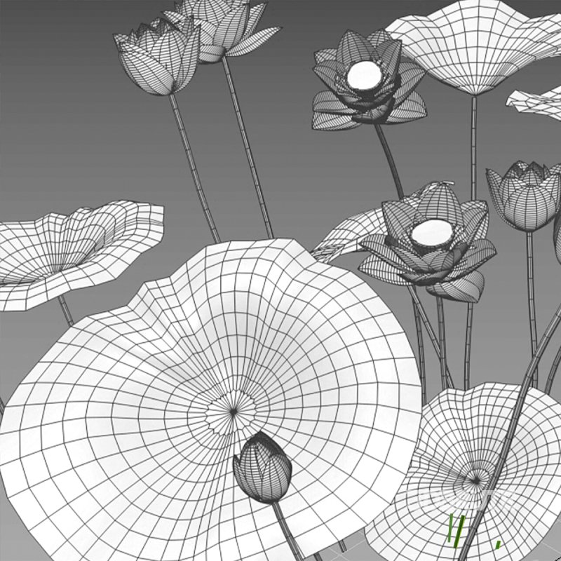 Nelumbo lutea – lotus Image 7