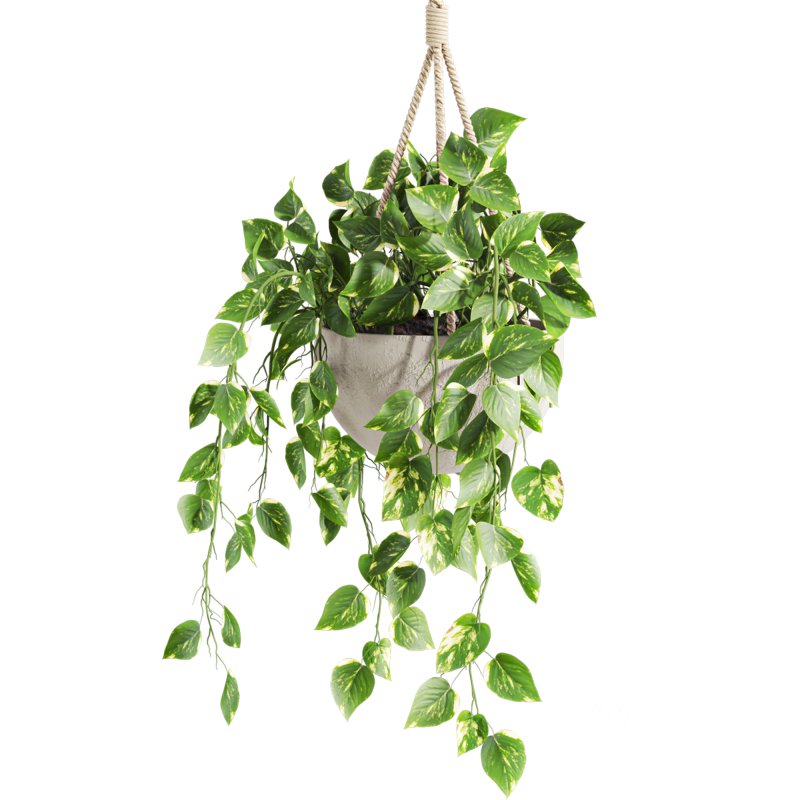hanging plant Image 3