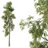 Parashorea Chinensis Tree 01 - Thumbnail 3
