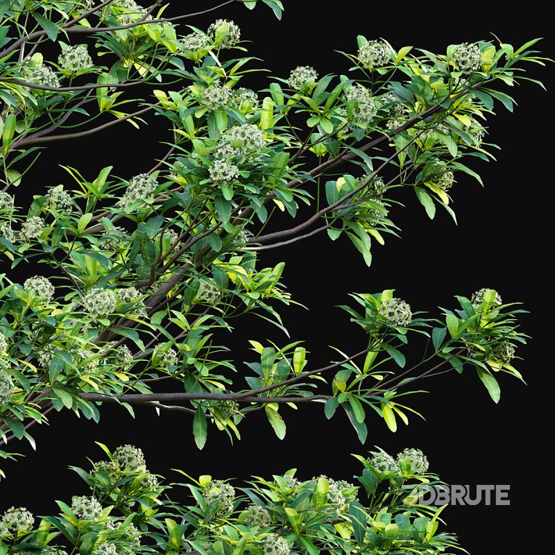 Alstonia scholaris – Milkwood Image 5