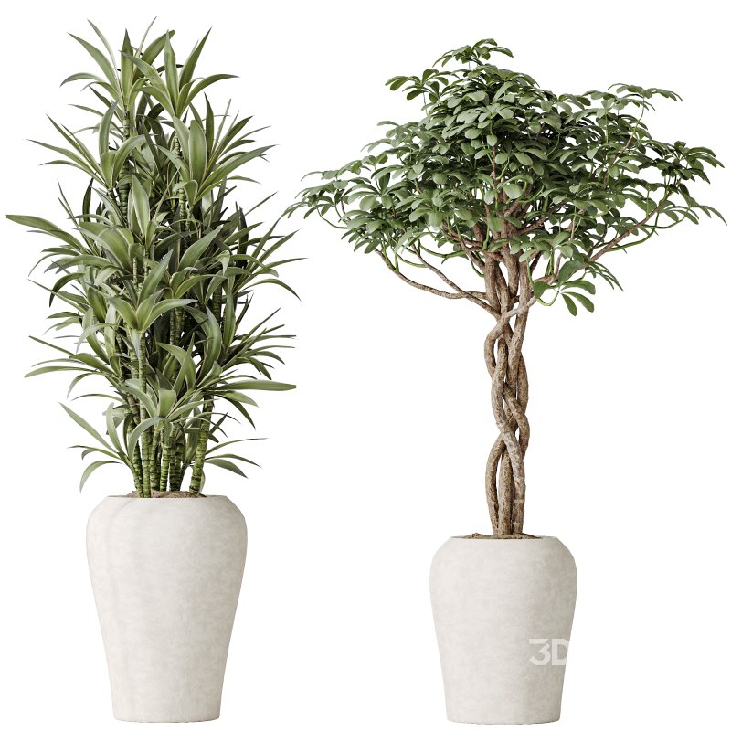 AV Indoor plants set 194 Lemon Lime Cane Dragon and Schefflera Arboricola Umbrella and Bird Of ParadiseBird and Mission Olive Tree Image 2