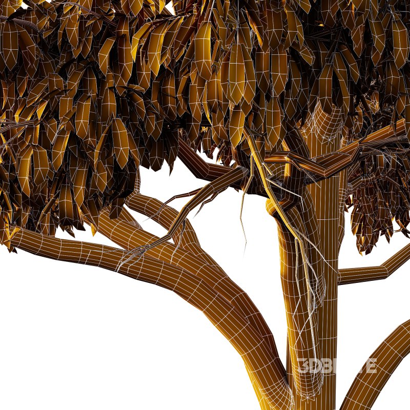 Parashorea Chinensis Tree 04 Image 3