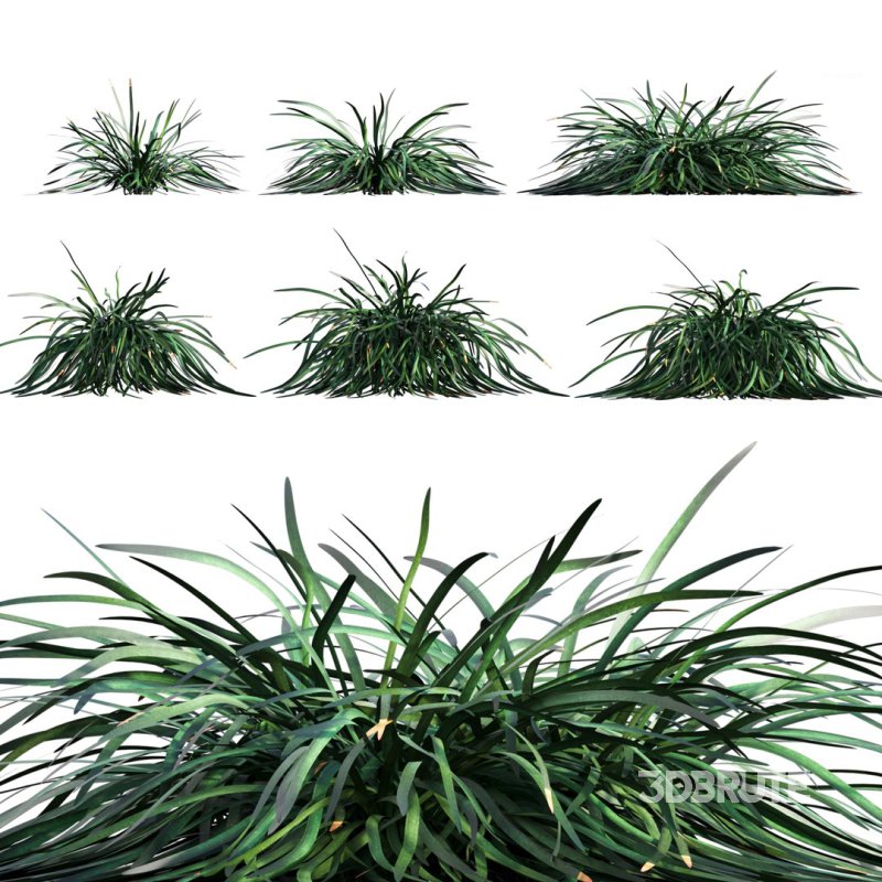 Ophiopogon japonicus Image 1