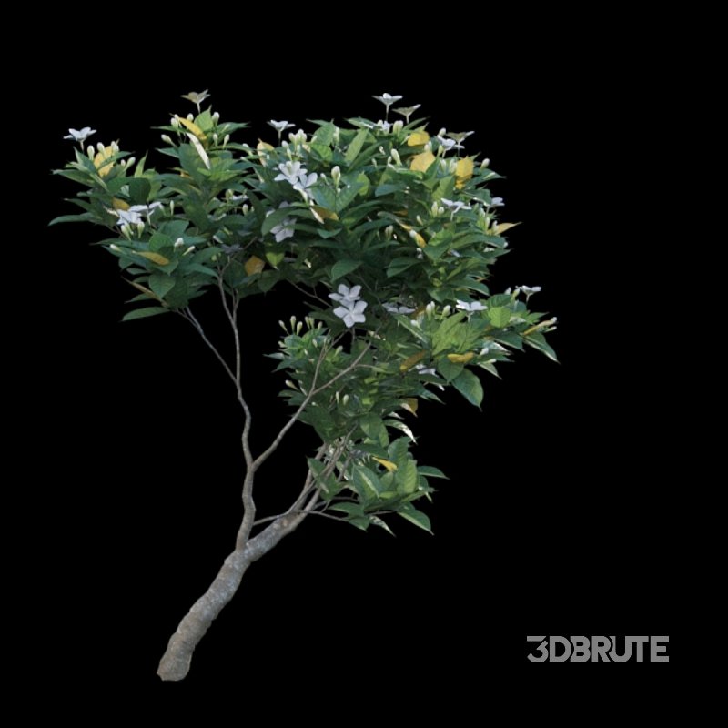 Gardenia augusta – Houttuynia – Gardenia jasminoide – 02 Image 4