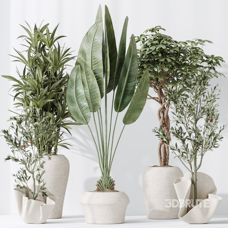 AV Indoor plants set 194 Lemon Lime Cane Dragon and Schefflera Arboricola Umbrella and Bird Of ParadiseBird and Mission Olive Tree Image 5