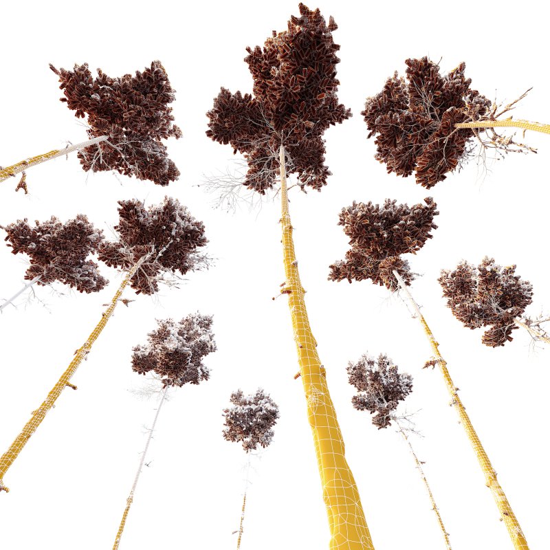 AV Plants Pinus Echinata Winter Snow Image 4