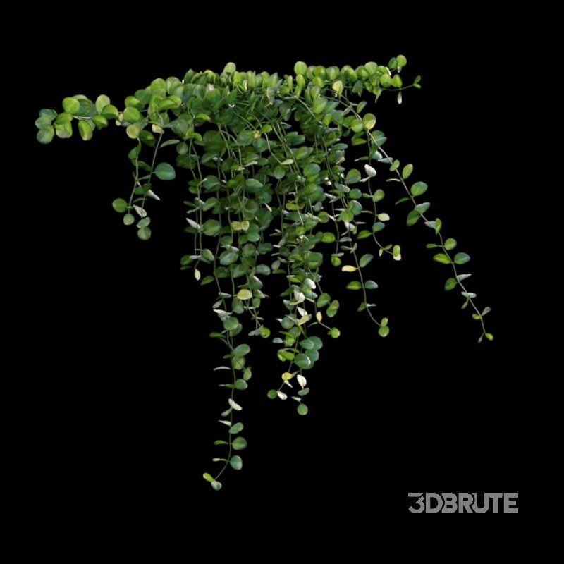 Dischidia Species – Rain of Coins Image 5