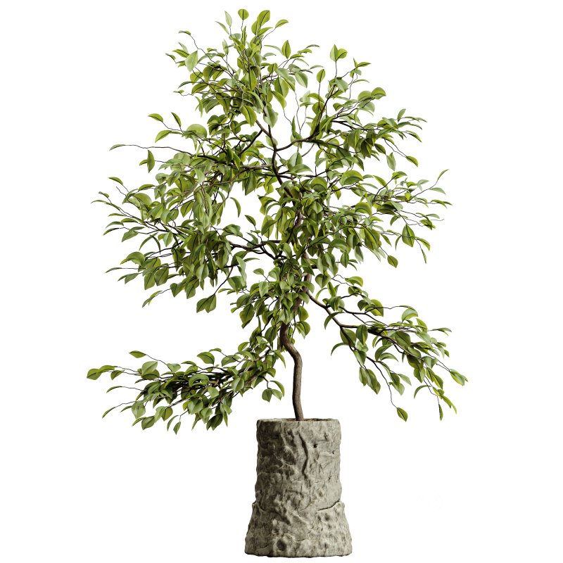 AV HousePlants Japandi Decorative Minimalism Ficus Dracaena Marginata 06 Image 2