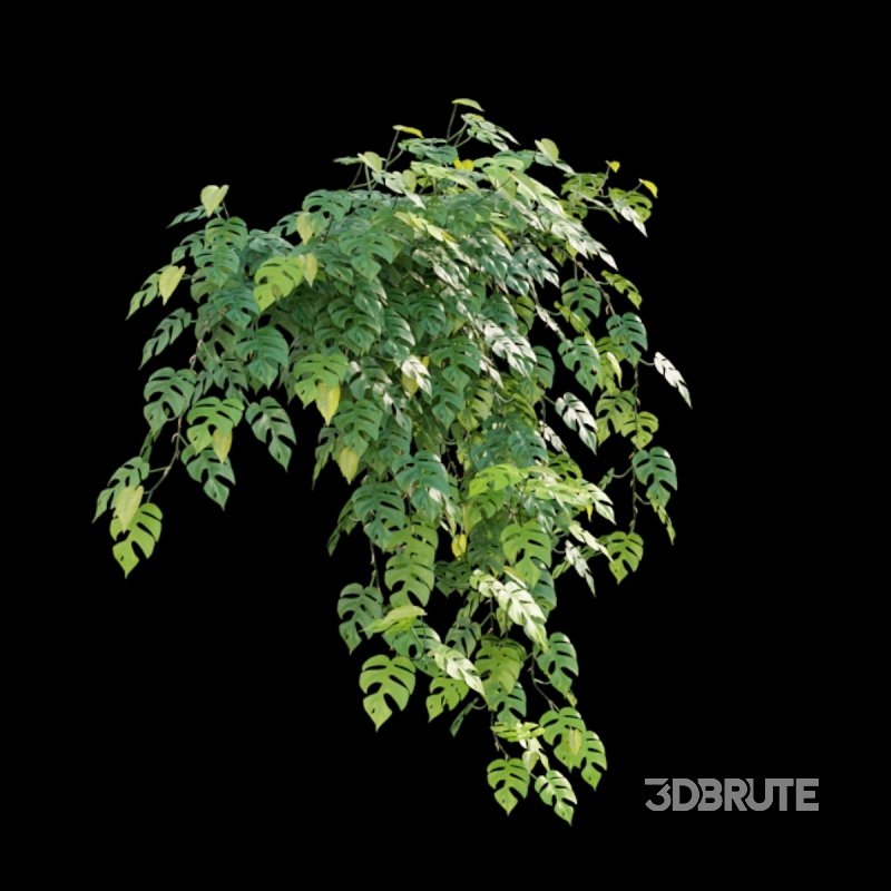 Rhaphidophora tetrasperma – Mini Monstera Image 3