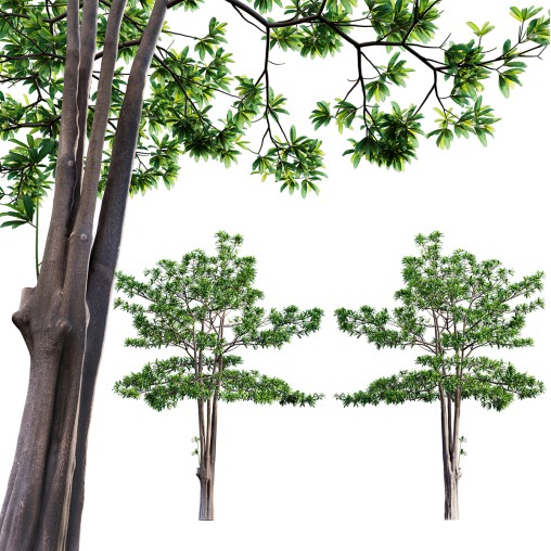 Alstonia scholaris – Milkwood 02