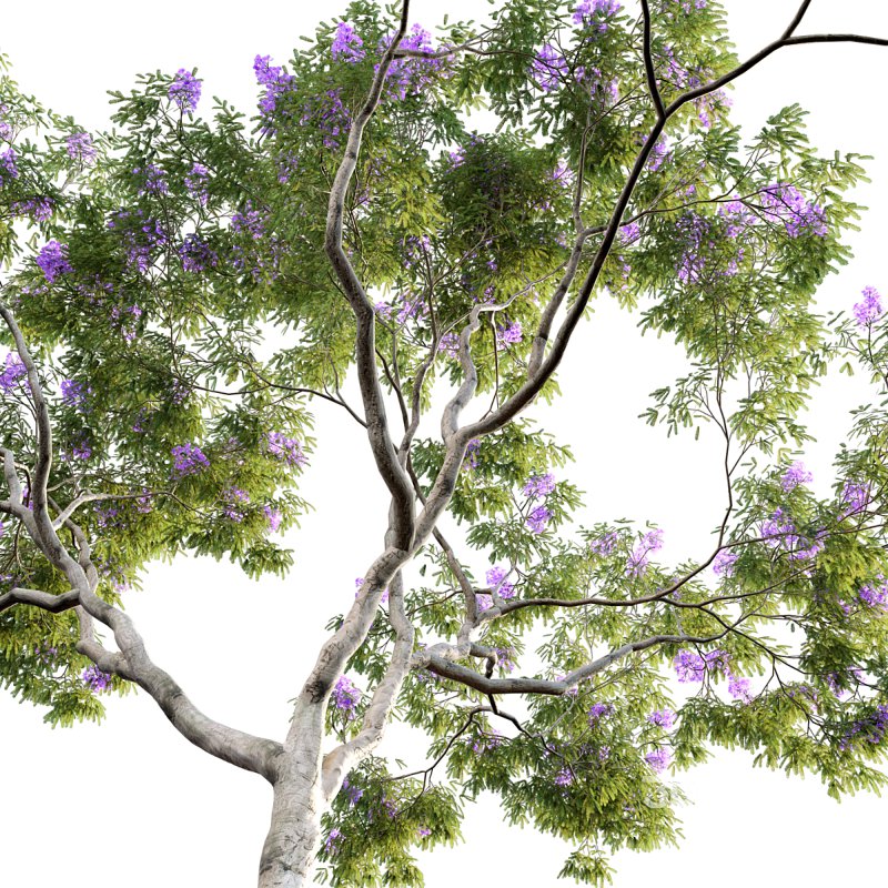 Jacaranda Image 6