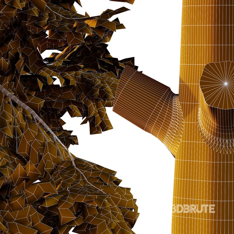 Alaska cedar Chamaecyparis thyoides Tree Image 4