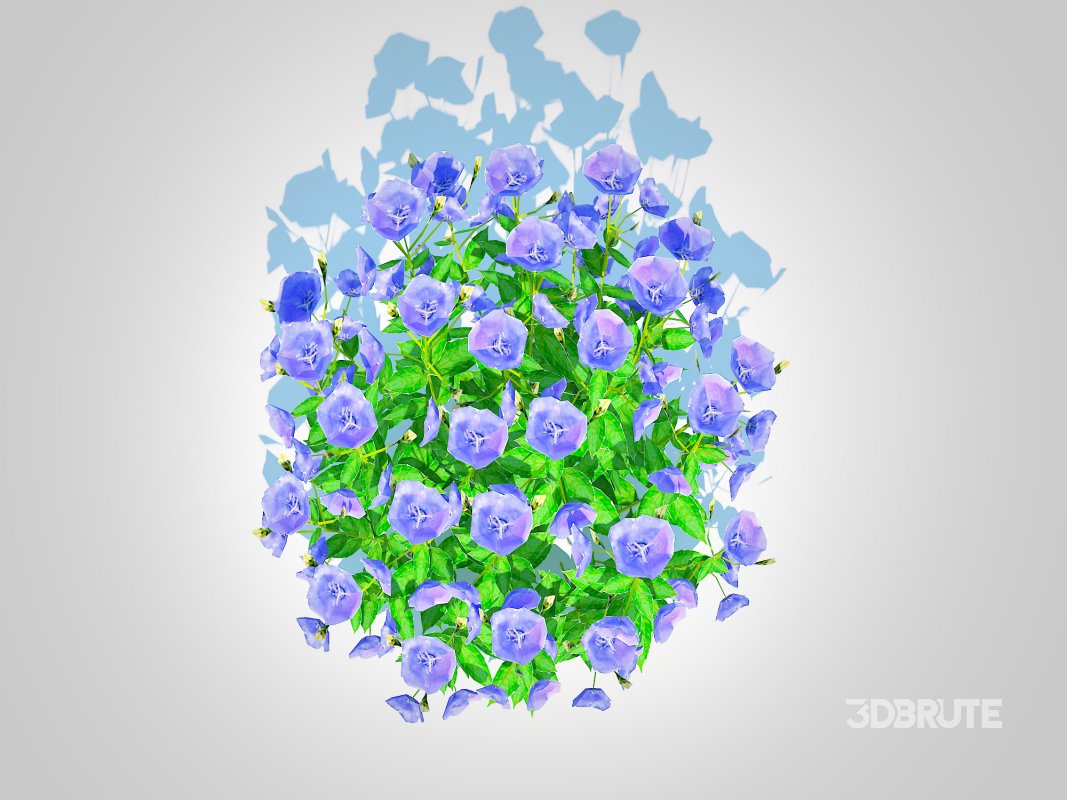 Campanula carpatica – Carpathian Bellflower_Blue Image 2