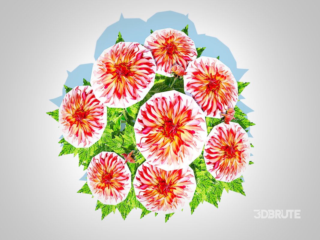 Dahlia Connie Image 2