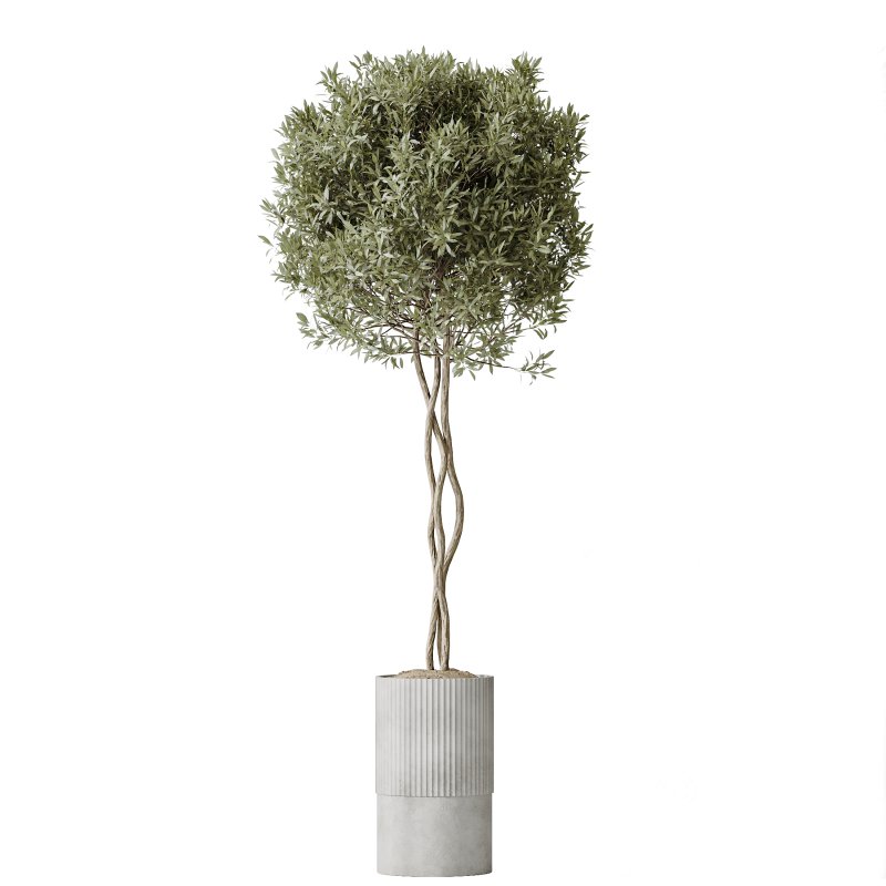 AV Indoor plants set 198 Arbequina Olive and Lemon Lime Cane Dragon and Zamiifolia Aracea and Ficus Elastica Abidjan Image 4