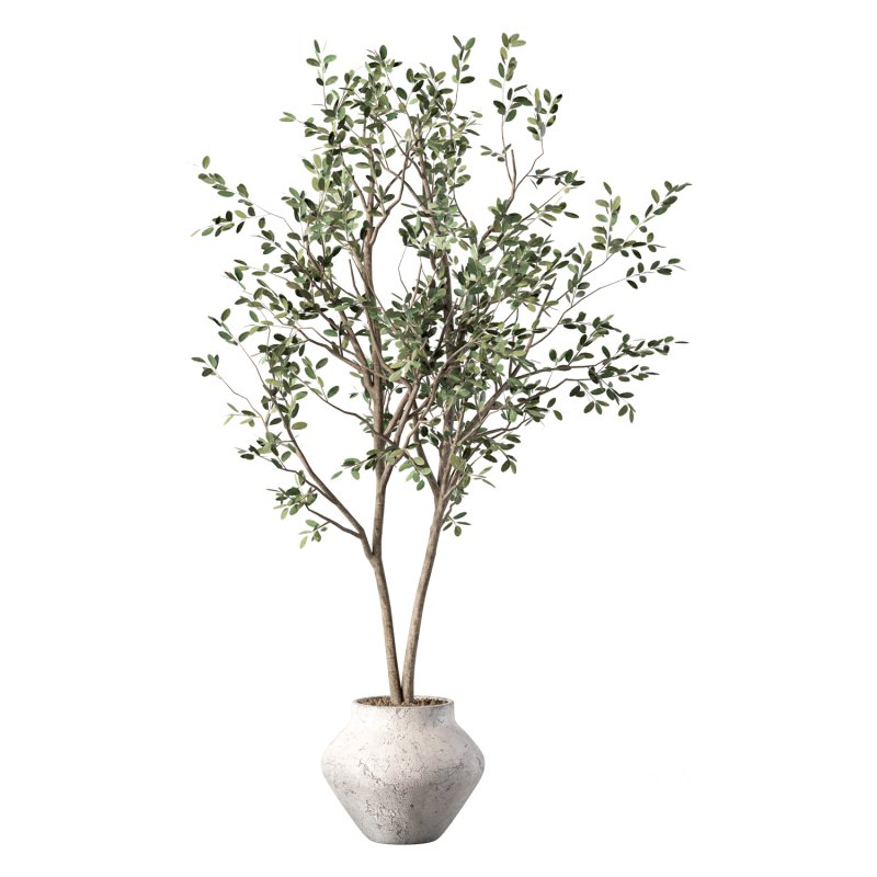 Olive Tree Indoor Plant Set.28 Image 2