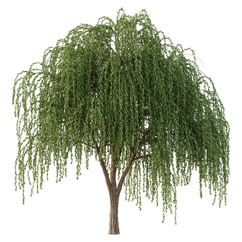 Weeping Willow Tree 01 Image 4
