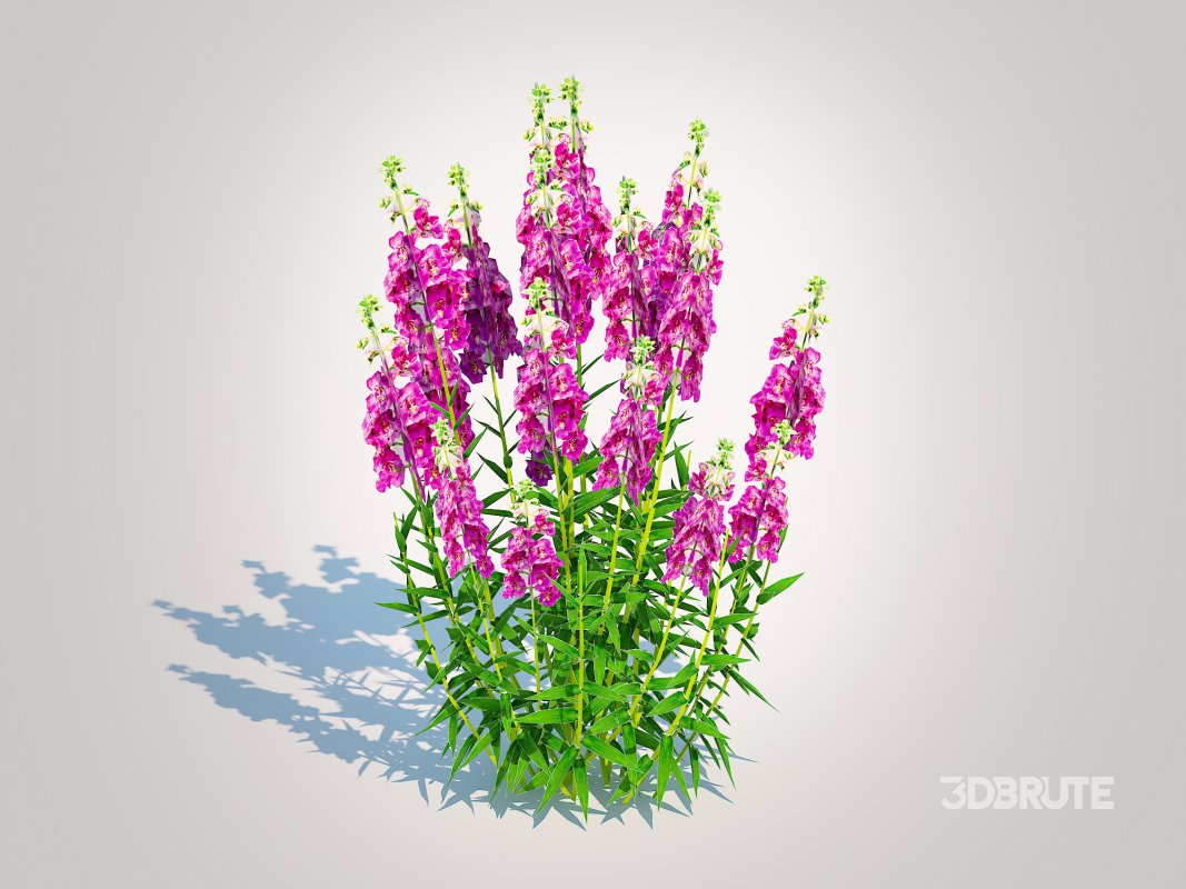 Angelonia angustifolia – Anglemist Orchid Image 2