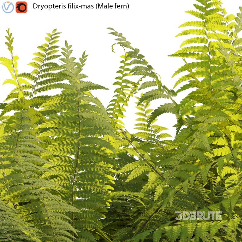 Dryopteris filix-mas – Male fern -02 Image 2