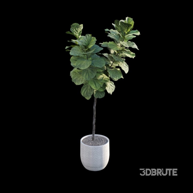 Ficus Lyrata – Ficus pandurata Image 2