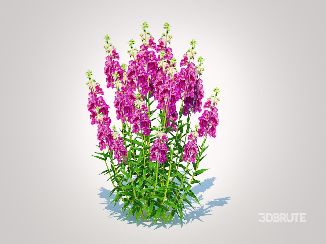 Angelonia angustifolia – Anglemist Orchid Image 5