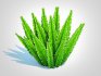 Asparagus densiflorus – Foxtail Fern - Thumbnail 4