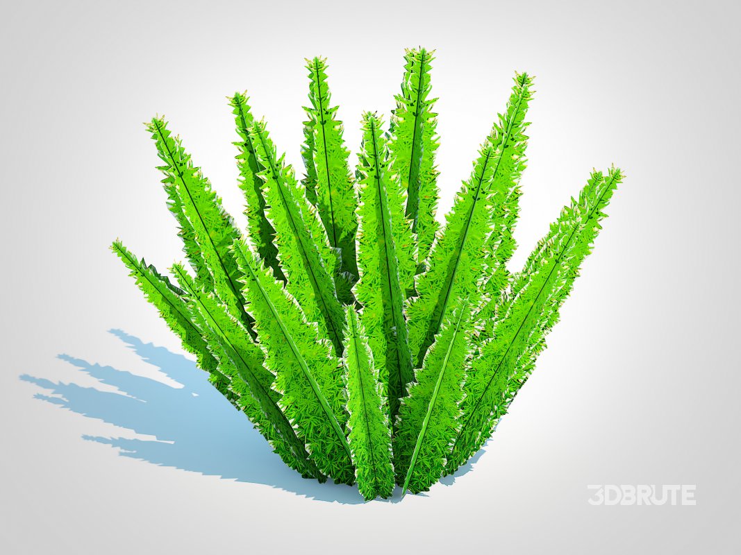 Asparagus densiflorus – Foxtail Fern Image 4
