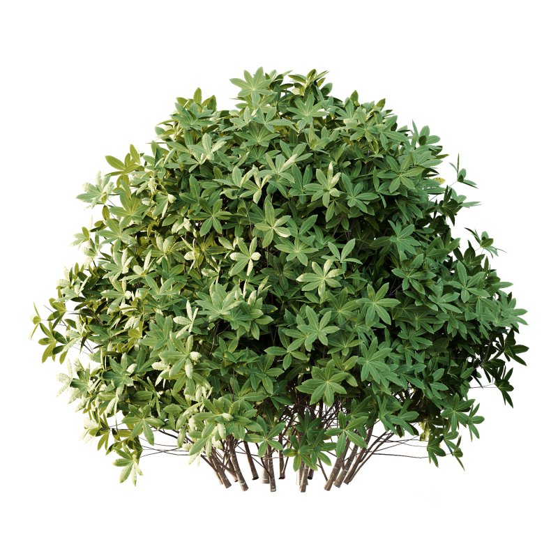 s: Oriental paperbush, mitsumata) is a plant in the family Thymelaeaceae. Image 4