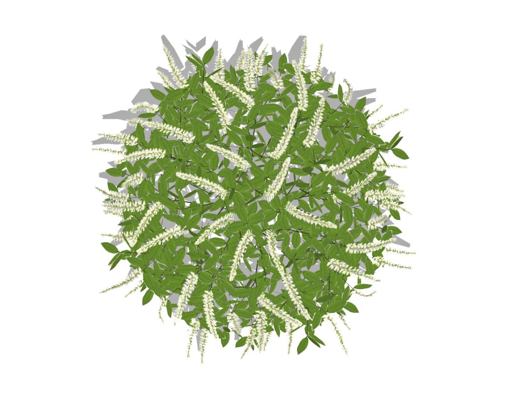 Itea virginica Henrys Garnet-Henrys Garnet Sweetspire Image 4