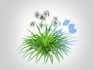 Agapanthus-dwarf-white - Thumbnail 1