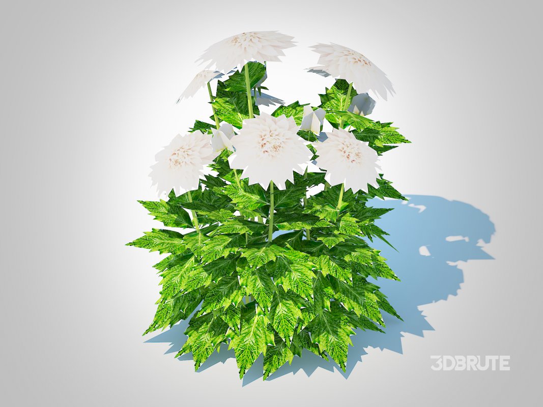 Dahlia Lisa White Image 2