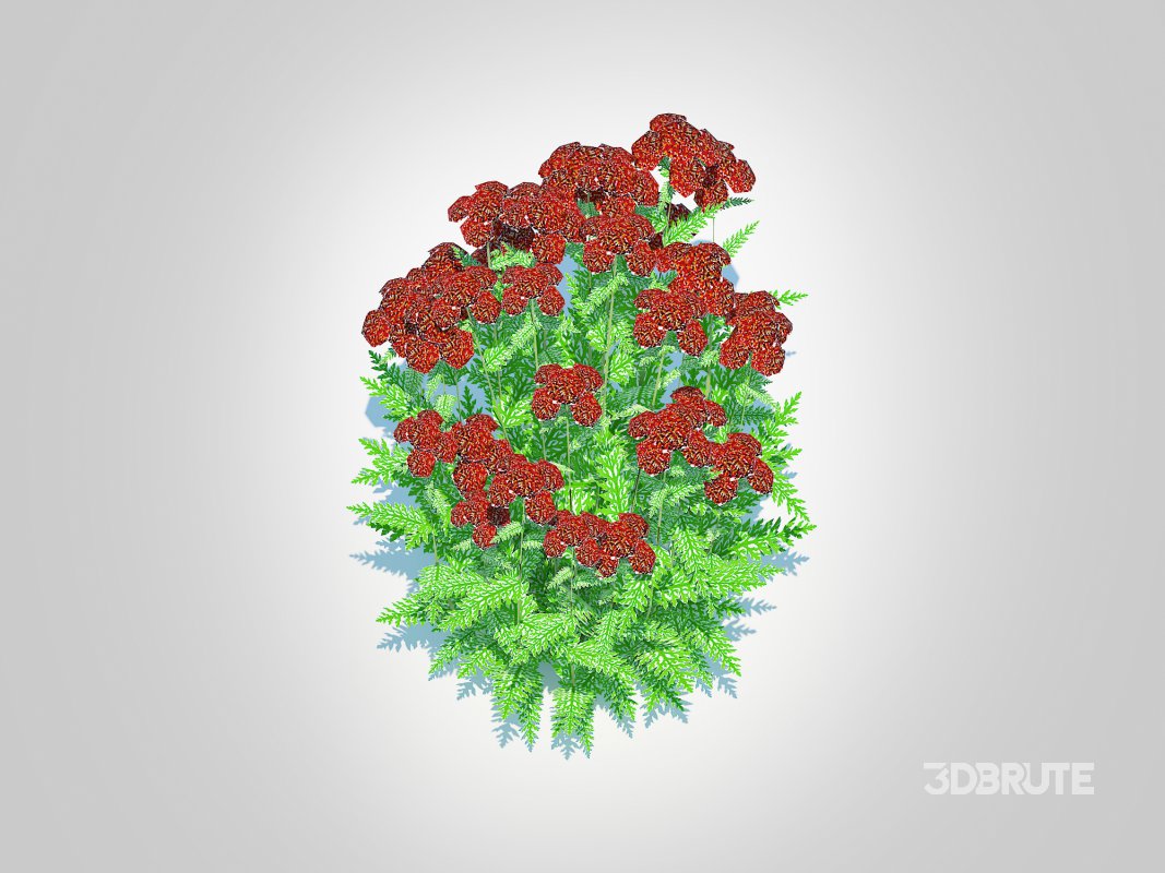 Achillea – yarrow dark red Image 6