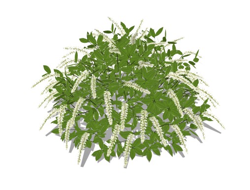 Itea virginica Henrys Garnet-Henrys Garnet Sweetspire