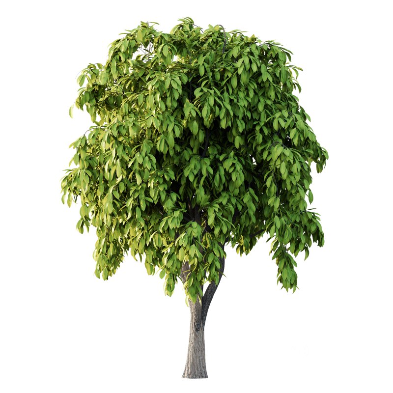 Osmanthus Fragrans Tree 02 Image 2