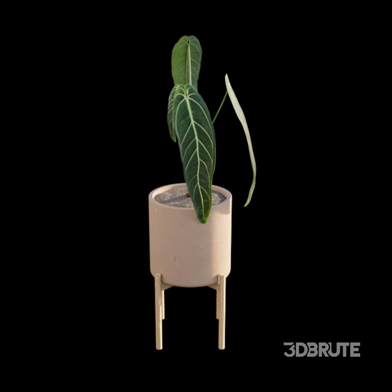 Anthurium warocqueanum Image 4