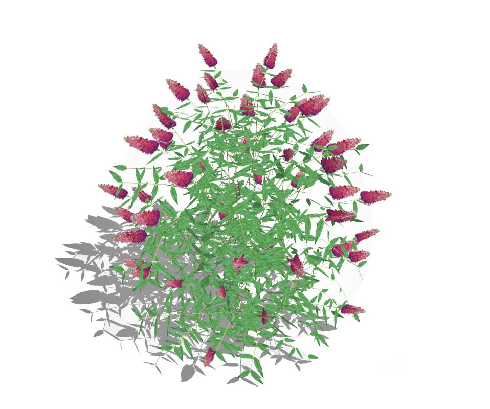 Buddleja Butterfly Bush Pink Image 2